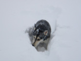 the Yukon Quest: lots of info about sled dogs and the other really big adventure race