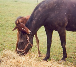 Lor and filly Svaha, 1995