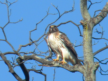 redtail hawk, my backyard