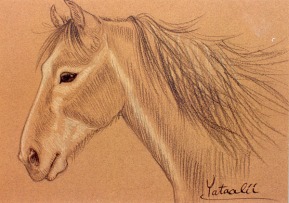 prismacolor horse portrait: young grey mustang