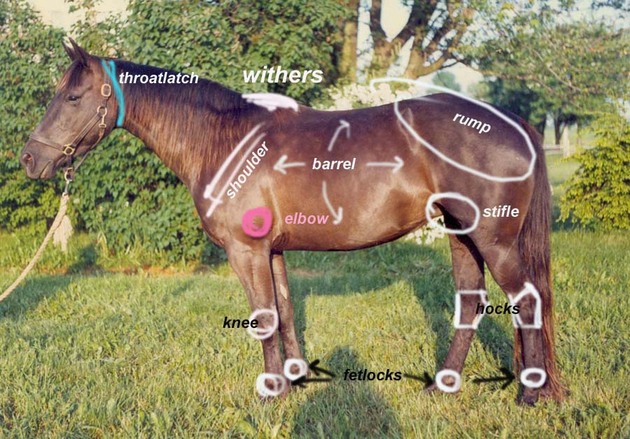parts of the horse
