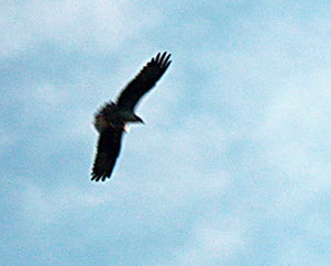 young eagle, Point Lookout