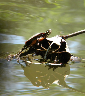 young painted turtle...and....