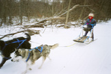 great short video of Doberman mushing with guy on rollerblades!