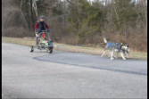 fun videos from Boston Snowdogs: 'urban mushing' you can do this at home!