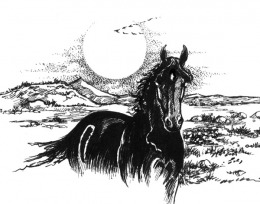 click here for more on the wild black mare