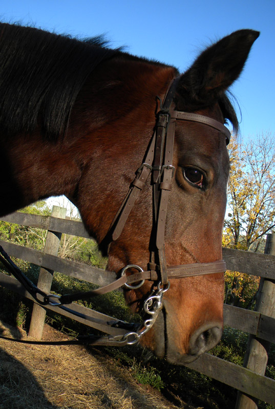 bitless bridle with extra headstall with pelham bit