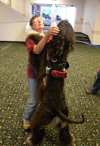 wookiee hug: Mona greets a service dog: Afghans do coursing, agility, obedience (it's a challenge) and other cool stuff 